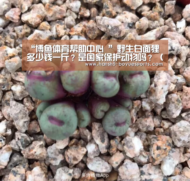 “博鱼体育帮助中心 ”野生白面狸多少钱一斤?是国家保护动物吗?(附养殖手续)(图1) 博鱼体育帮助中心